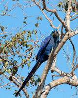 Hyacinth Macaw