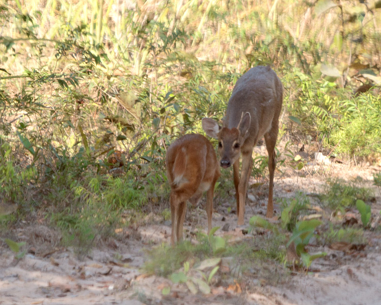 [Red Brocket Deer]