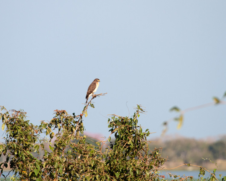 [Roadside Hawk]