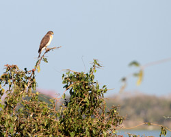 Roadside Hawk