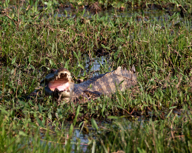 [Yacare Caiman]