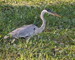 Cocoi Heron