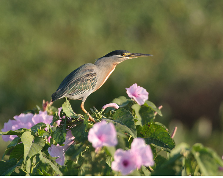 [Striated Heron]