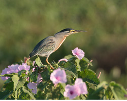 Striated Heron