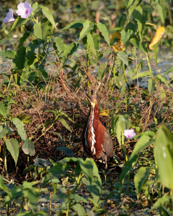 [Rufescent Tiger-Heron]