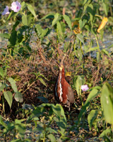 Rufescent Tiger-Heron