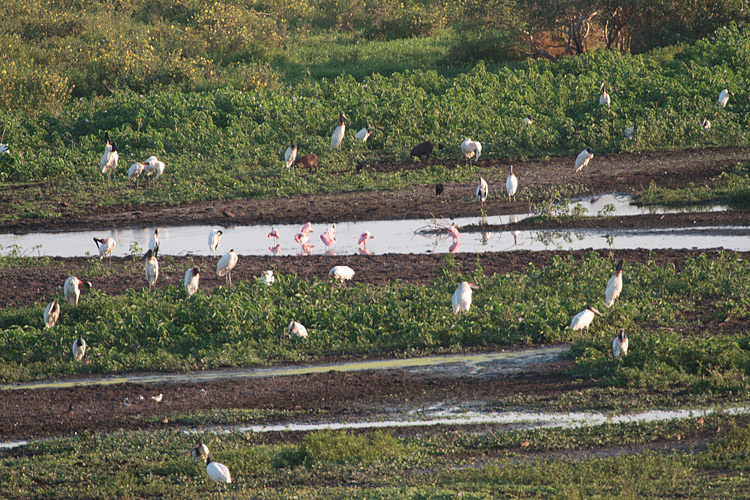 [Pantanal Waders]