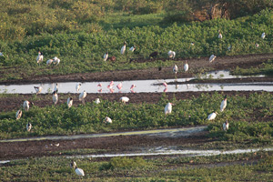 Pantanal Waders