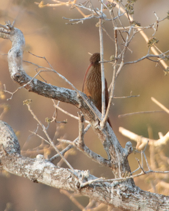 [Red-billed Scythebill]