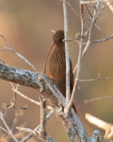 Red-billed Scythebill