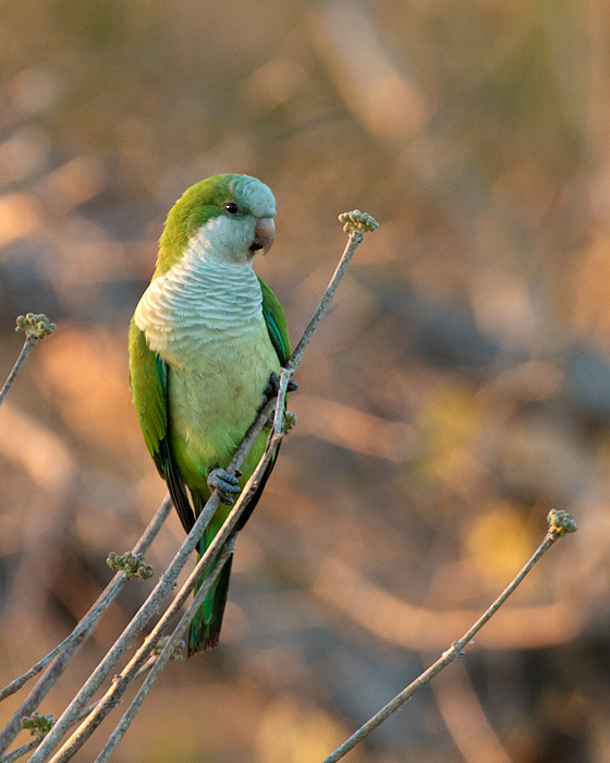 [Monk Parakeet]