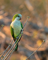 Monk Parakeet