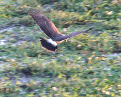 Snail Kite