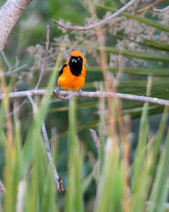 [Orange-backed Troupial]