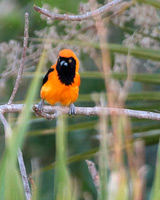 Orange-backed Troupial