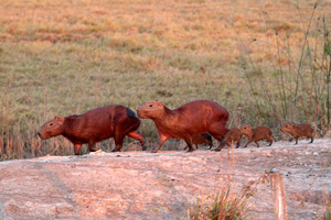 Capybara