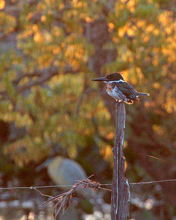 [Amazon Kingfisher]