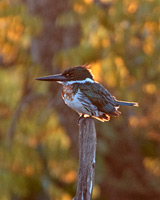 Amazon Kingfisher