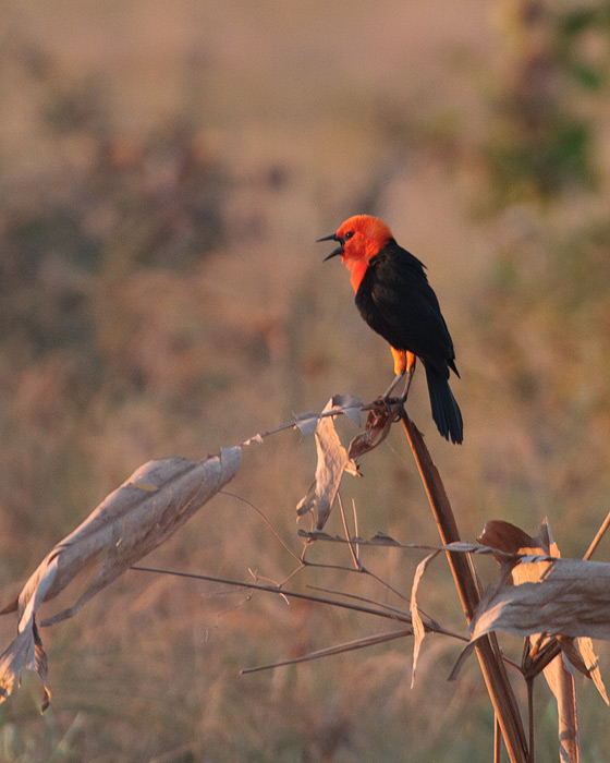 [Scarlet-headed Blackbird]