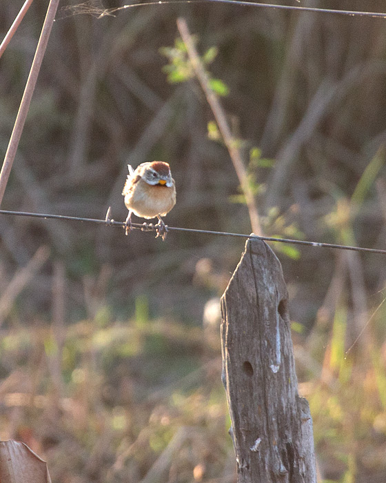 [Chotoy Spinetail]