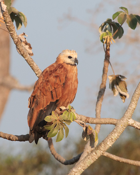 [Black-collared Hawk]