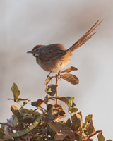 Chotoy Spinetail