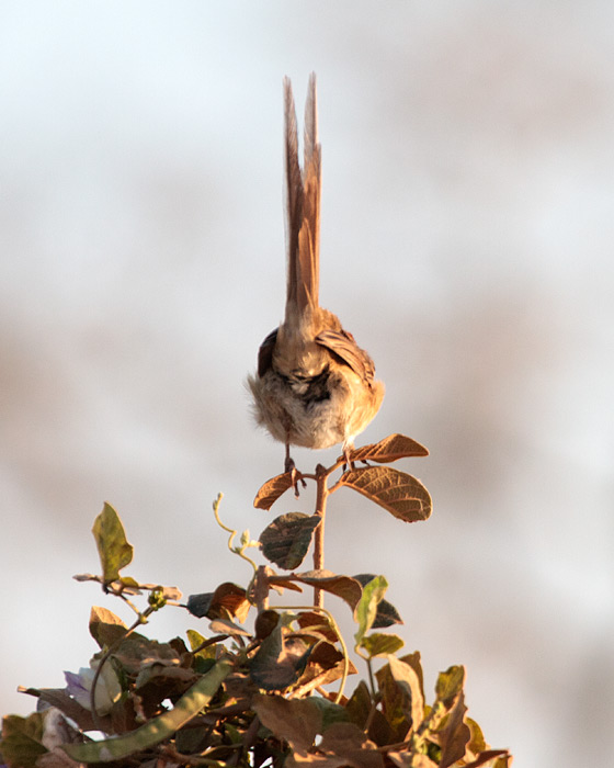 [Chotoy Spinetail]