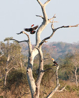 Toco Toucans