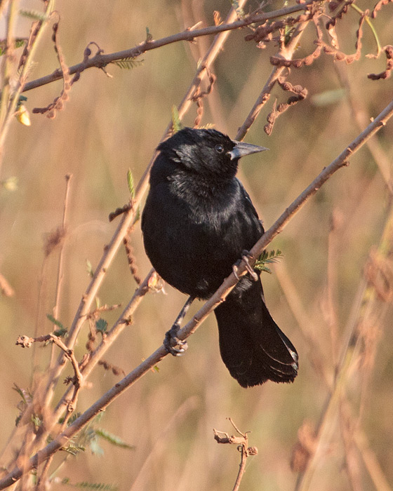 [Unicolored Blackbird]