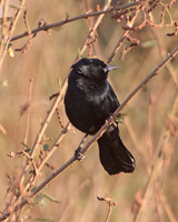 Unicolored Blackbird