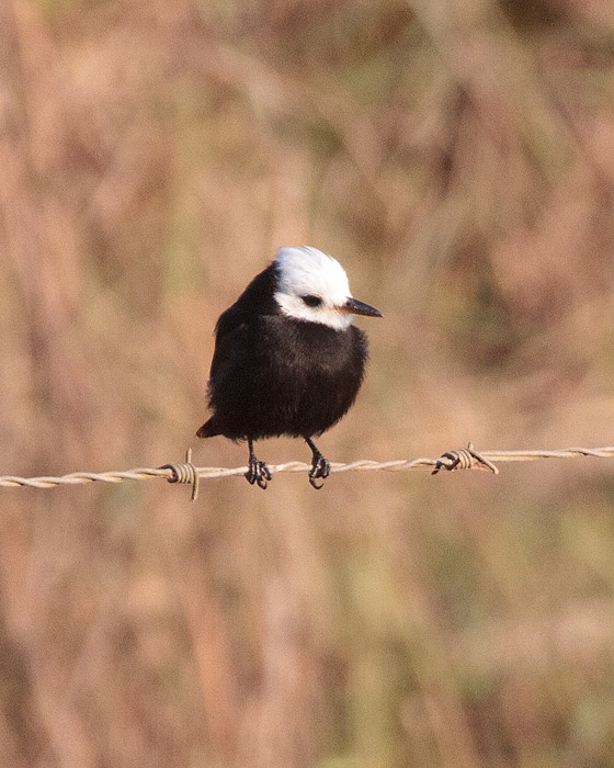 [White-headed Marsh-Tyrant]