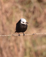 White-headed Marsh-Tyrant