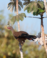 Chaco Chachalaca