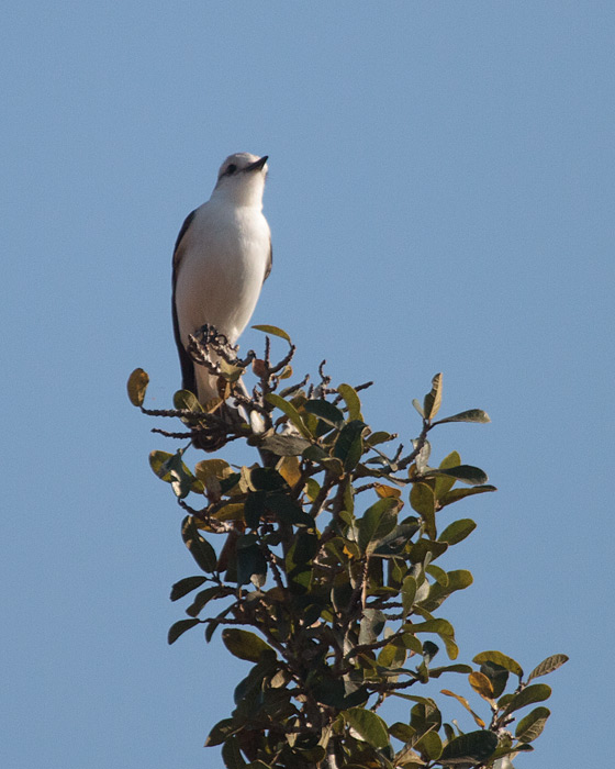 [White-rumped Monjita]