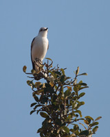 White-rumped Monjita