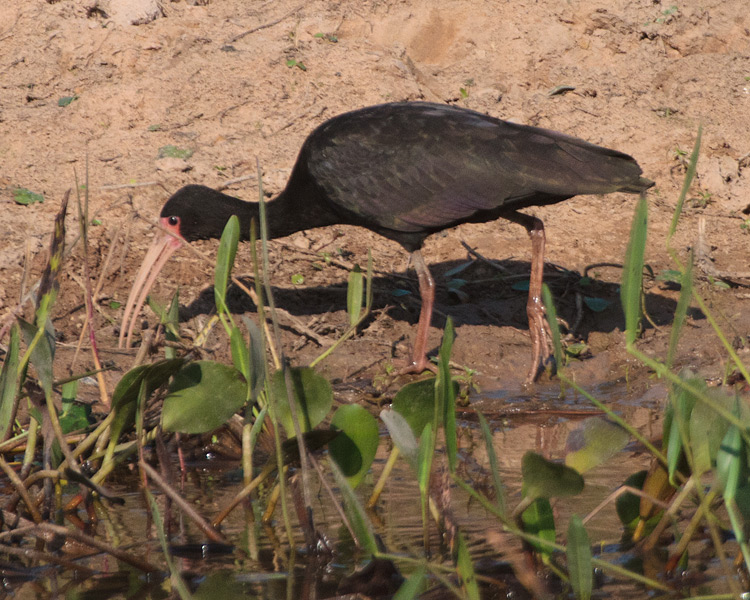 [Bare-faced Ibis]