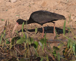 Bare-faced Ibis