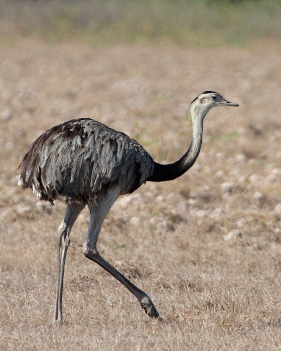 [Greater Rhea]