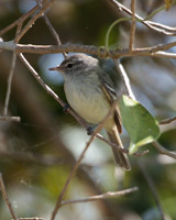 Plain Tyrannulet