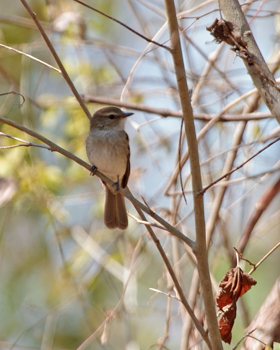 [Fuscous Flycatcher]