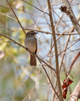 Fuscous Flycatcher