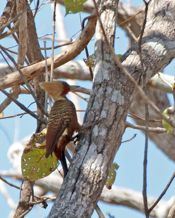 [Pale-crested Woodpecker]