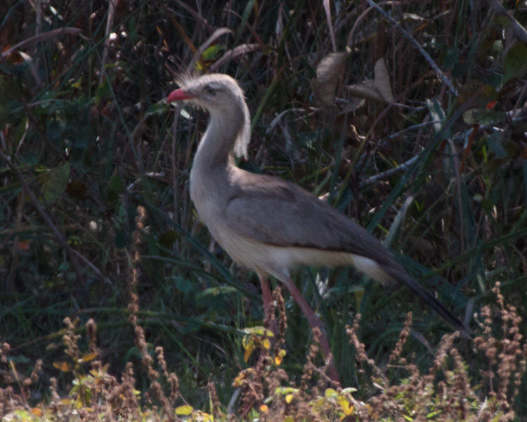 [Red-legged Seriema]