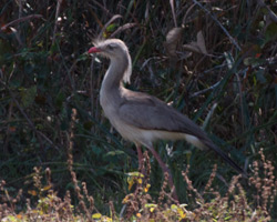 Red-legged Seriema