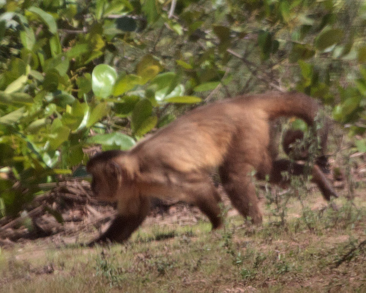 [Tufted Capuchin]