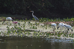 Along the Transpantaneira I