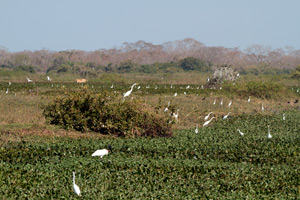 Along the Transpantaneira II