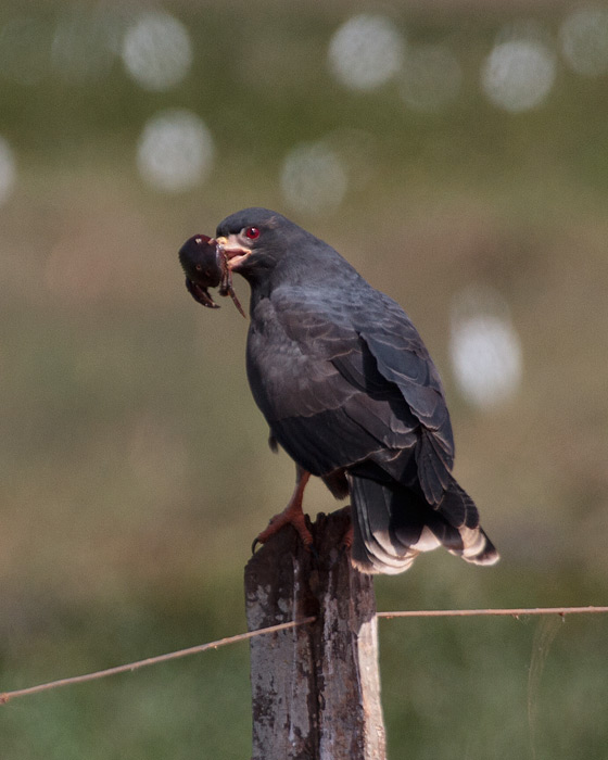 [Snail Kite]