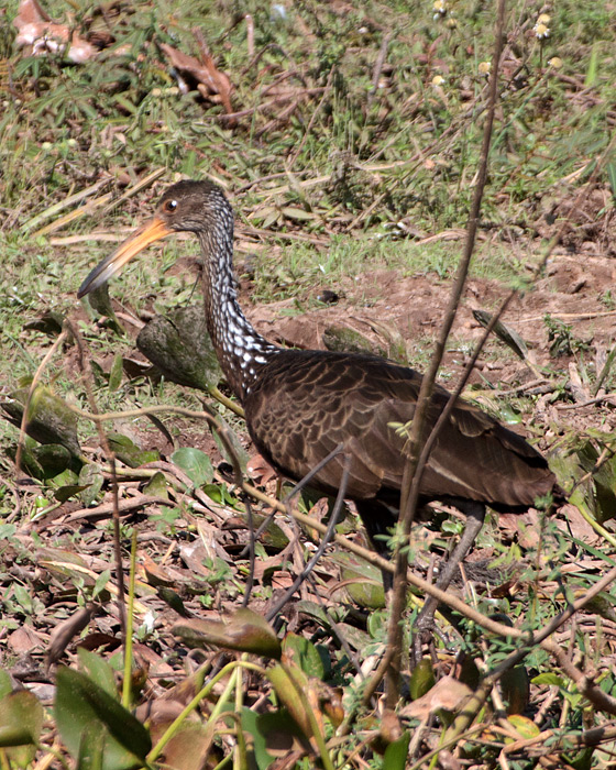 [Limpkin]