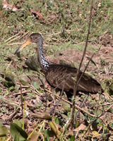 Limpkin